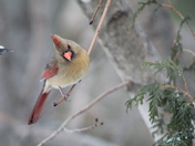 Winter cardinal
