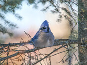 Blue Jay