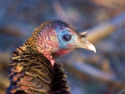 Wild Turkey Profile