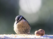 A Nuthatch and a Peanut #1