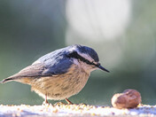 A Nuthatch and a Peanut #2