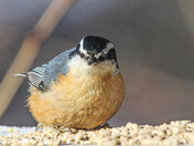 Red-breasted Nuthatch