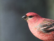 Pine Grosbeak