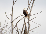 bald eagle