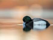 Greater Scaup