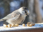 A Gray Jay and a Peanut !