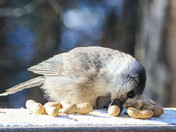 Gray Jay and a Peanut 2