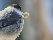 Gray Jay and a Peanut 3