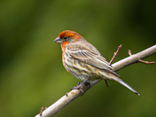 House Finch