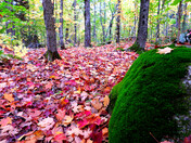 fall