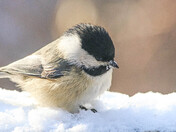 Black-capped Chickadee