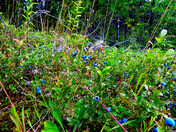blueberries 