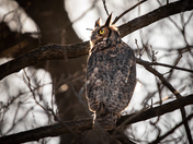 Great Horned Owl