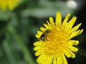 Metallic Sweat Bee