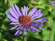 New England Aster