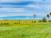 Hayfields
