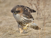 Redtail Hawk