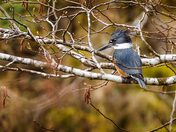 A Branch of Wildlife