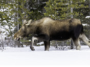 Moose in Kananaskis Country 4