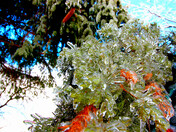 ice rain