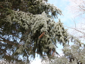 ice rain