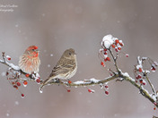 House Finches
