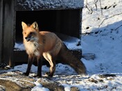 Handsome Dog Food Thief