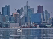 Mute swan in the City.