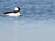Bufflehead
