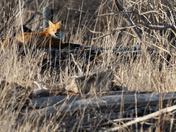 An evening fox atop a decrepit farmhouse 