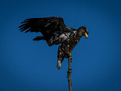 Juvenile Eagle