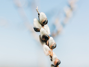 willow buds