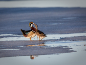 Wood Ducks