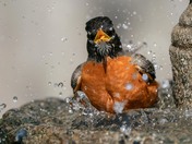 Robin having a bath