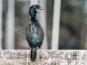Brandt's Cormorant