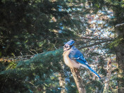 Blue Jay
