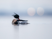 Stylish Merganser