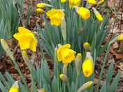 Daffodils blooming
