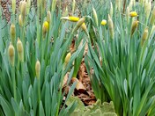 A patch of Daffodils near bloom time