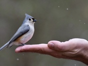 Sweet Tufted Titmouse