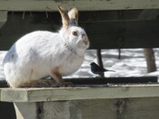 Snowshoe Hare