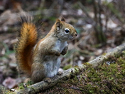 Pine Squirrel