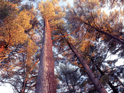 Eastern White Pine