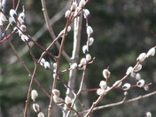spring