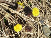 spring wildflowers