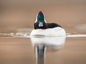 Bufflehead 