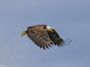 Flying with Purpose