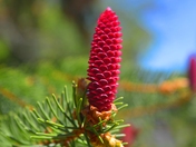 Red Pine cones 