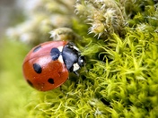 Magical Ladybugy Land 