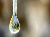 Douglas Fir Forest in a Drop of Sap 